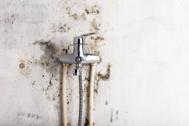 Best Emergency Mold Removal  in Clifton, TX