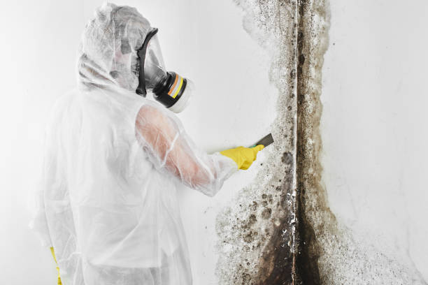Best Mold Removal Company Near Me  in Clifton, TX