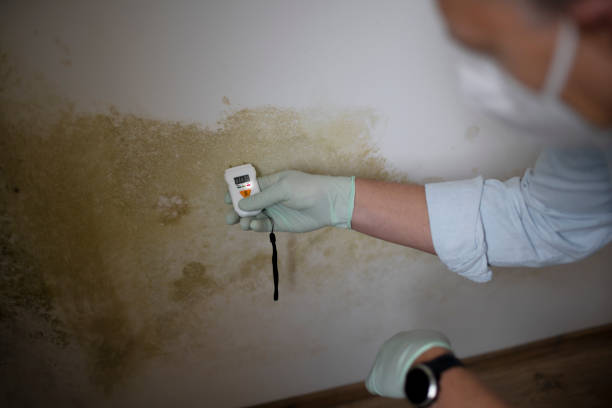 Best Mold Cleaning Services  in Clifton, TX
