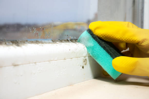 Attic Mold Removal in Clifton, TX