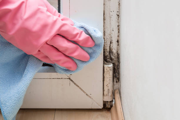Best Home Mold Removal  in Clifton, TX